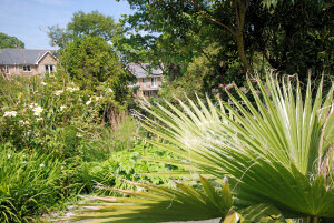 The garden